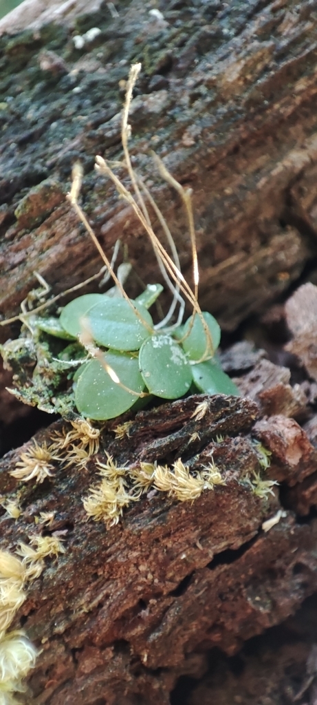 Lankesteriana comayaguensis