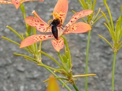 Rhynchium haemorrhoidale