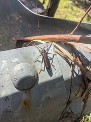 Xystrocera virescens