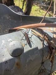 Xystrocera virescens