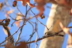 Haemorhous mexicanus