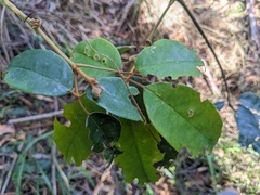 Cissus hypoglauca