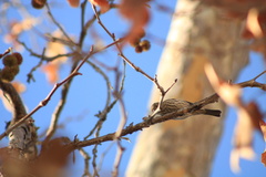 Haemorhous mexicanus