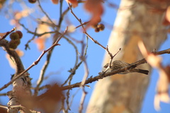 Haemorhous mexicanus