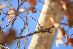 Haemorhous mexicanus