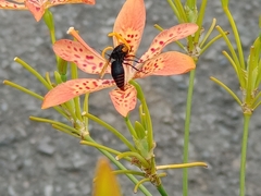 Rhynchium haemorrhoidale