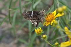 Codatractus arizonensis