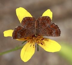 Calephelis arizonensis