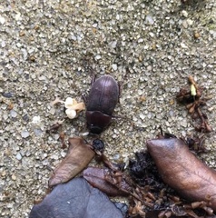Phyllophaga