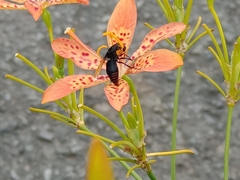 Rhynchium haemorrhoidale
