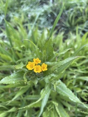 Amsinckia spectabilis