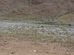 Zephyra