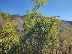 Karwinskia humboldtiana