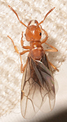 Lasius interjectus