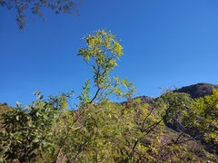 Karwinskia humboldtiana
