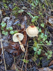 Lepiota magnispora