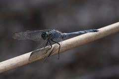 Orthetrum boumiera