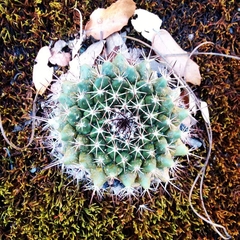 Mammillaria uncinata
