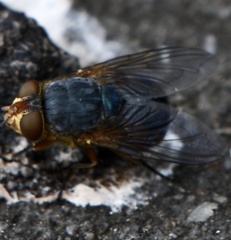 Calliphora stygia