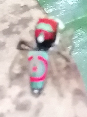 Maratus splendens