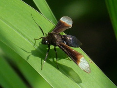 Myrmecopsis strigosa