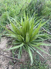 Amsinckia spectabilis