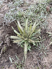 Amsinckia spectabilis