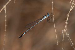 Austrolestes minjerriba