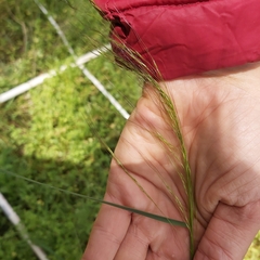 Austrostipa scabra
