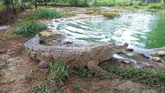 Crocodylus intermedius