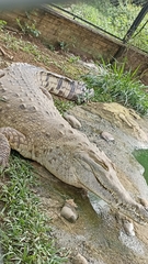 Crocodylus intermedius