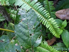 Cissus antarctica