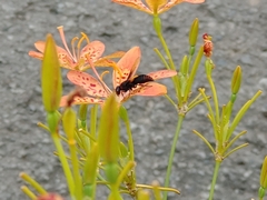 Rhynchium haemorrhoidale