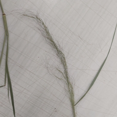 Austrostipa scabra