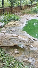Crocodylus intermedius