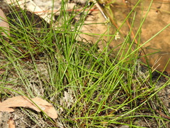 Isolepis inundata