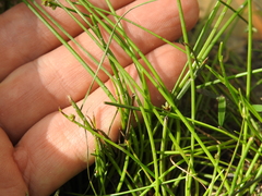 Isolepis inundata