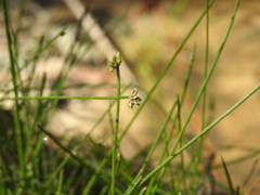 Isolepis inundata
