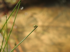 Isolepis inundata