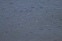 Oreochromis mossambicus