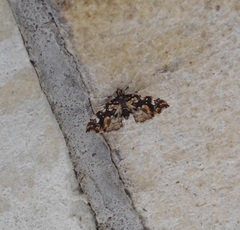Musotima nitidalis