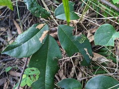 Cissus hypoglauca