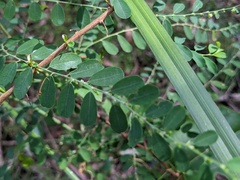 Phyllanthus gunnii