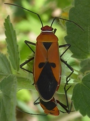 Dysdercus poecilus