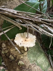 Oudemansiella