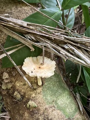 Oudemansiella