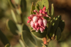 Arctostaphylos pringlei