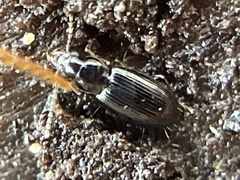 Stenolophini