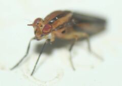 Physegenua obscuripennis