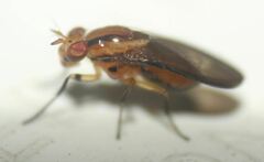 Physegenua obscuripennis
